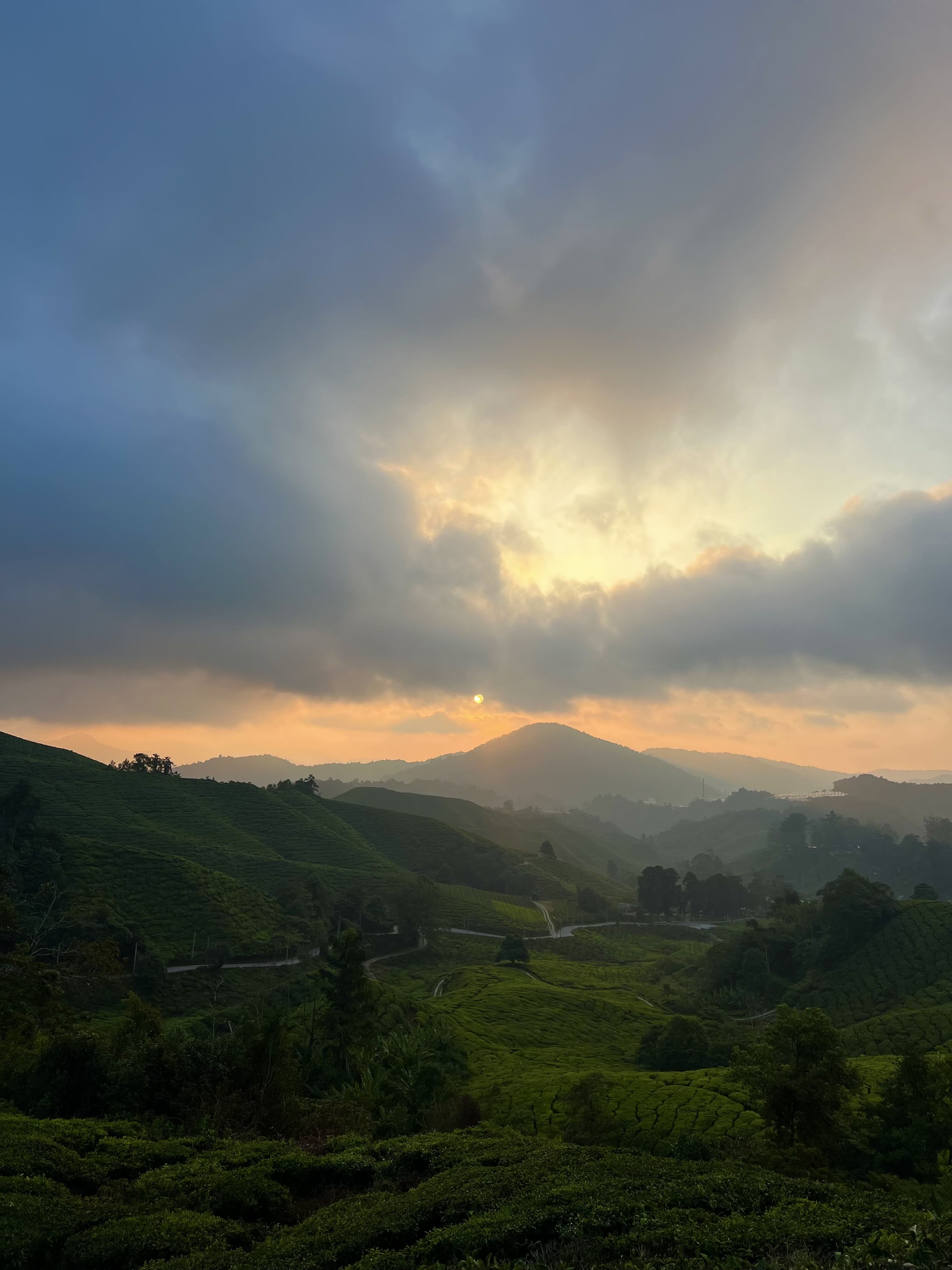 Tea fields with sunset  – Sunshine Yoga